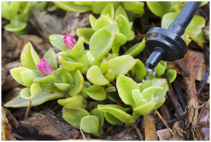 drip irrigation system for succulents