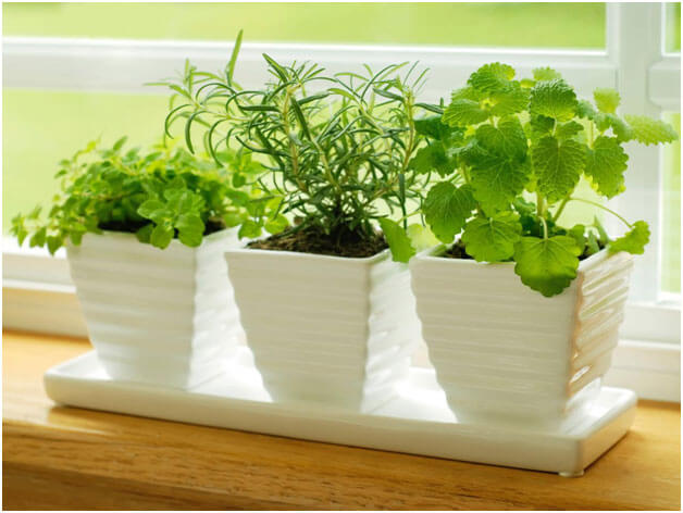 herbs in pots