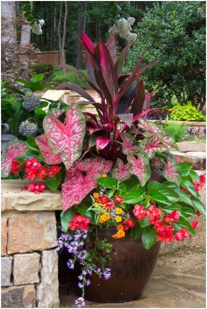 Native Plants