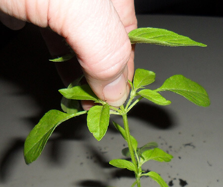 pinching_seedlings_450px