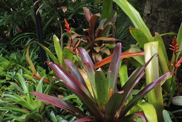 Kincoppal--Elizabeth-Bay-Plants