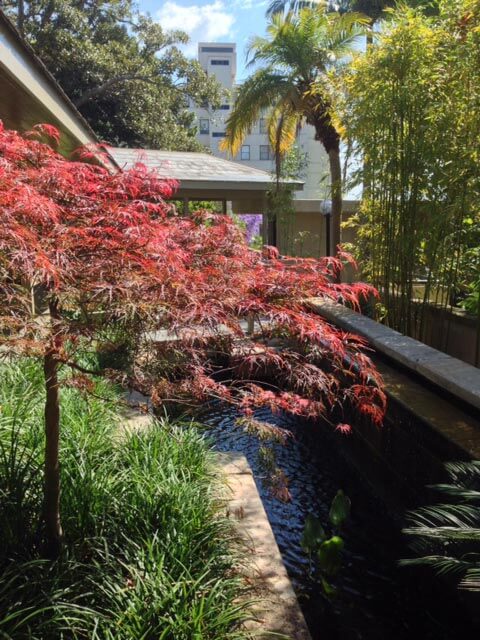 Kincoppal_Elizabeth-Bay_Garden_Plants