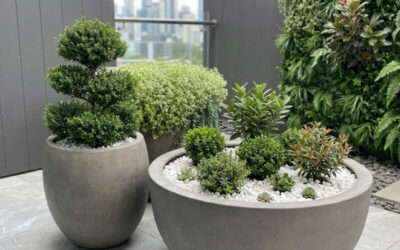 Best Shrubs for Container Gardening