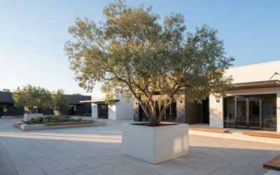 The Art of the Potted Tree: Living Architecture in Containers