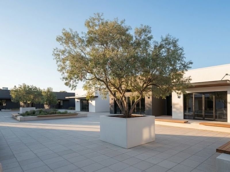 Mature ornamental tree integrated into a modern courtyard landscape design.