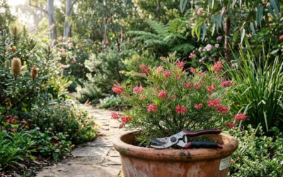 The Basics of Pruning Potted Plants