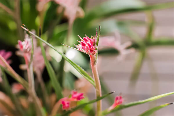 Agizanthos