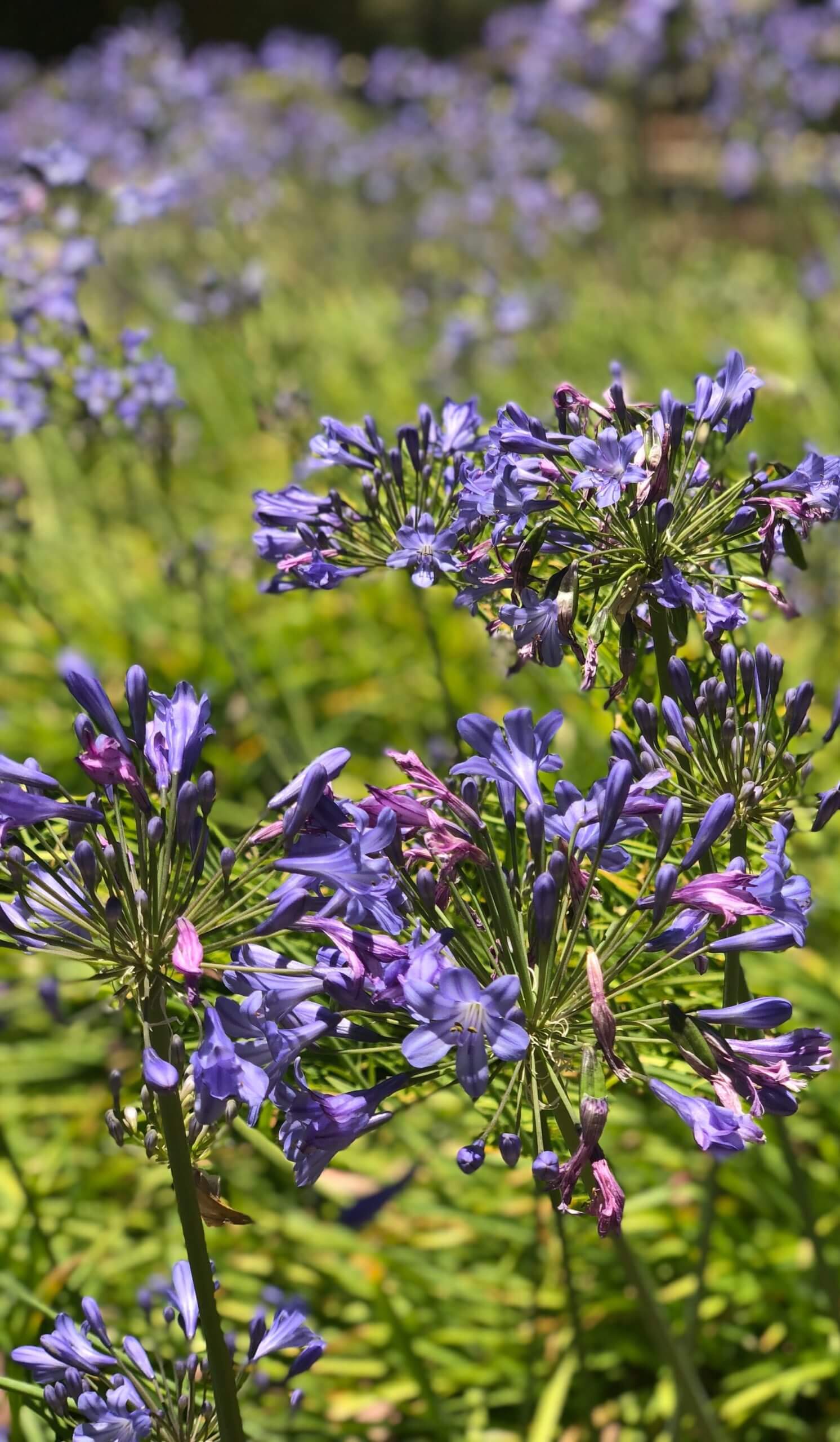 What Flowering Plants Thrive in Summer?