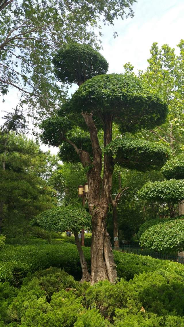 Medium-Sized Tree
