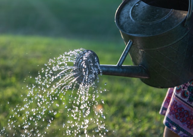 Water as needed by Lawn during Winter