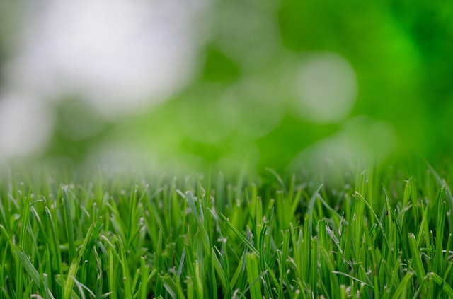 Mow lawn up to one-third shorter