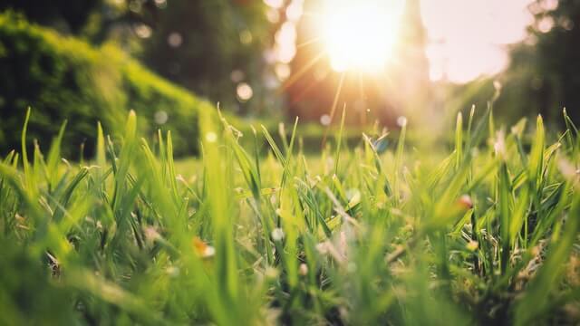 Preparing Your Lawn and Garden for Australian Spring