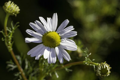 Lawn Chamomile as an alternative to grass