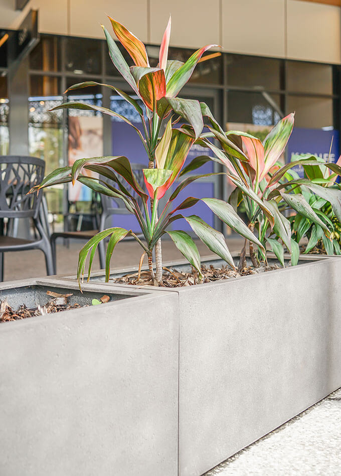 trough planters with red and green foliage