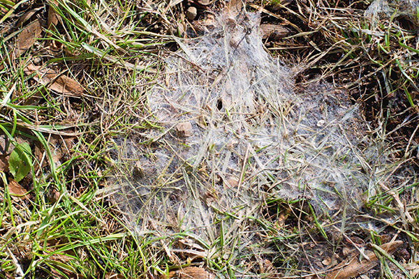 How to Remove Snow Mould from Your Grass?
