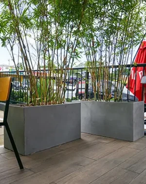 Trough Planters and Ornamental Bamboo at Oh Boy, Bok Choy