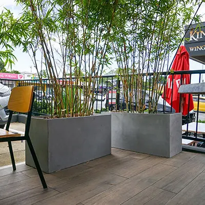 Trough Planters and Ornamental Bamboo at Oh Boy, Bok Choy