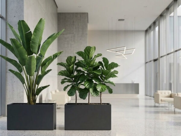 Large rectangular planters with indoor tropical plants in a modern commercial lobby.