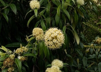 Best Tips to Grow Lemon Myrtle Tree in Pots