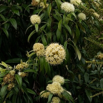 Close up image of a Myrtle Tree