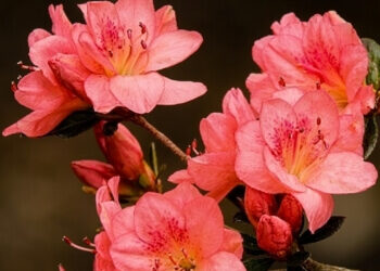 Growing Azaleas in Garden Pots: A Comprehensive Australian Guide