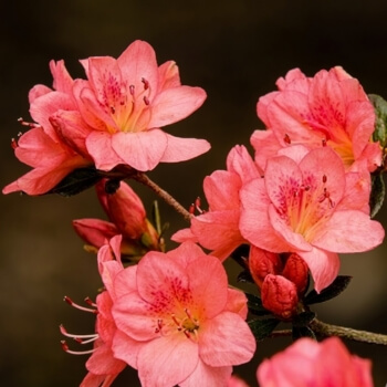 Growing Azaleas in Garden Pots