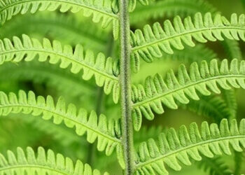 Growing Ferns in Pots: A Comprehensive Guide for Australian Gardeners