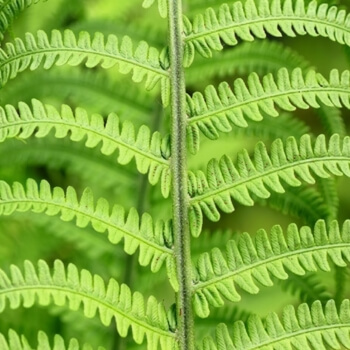 Growing Ferns in Pots