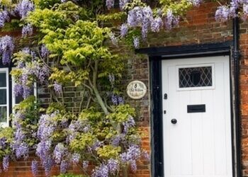 Growing Wisteria in Pots is Magic!