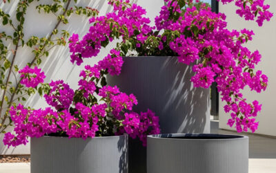 Growing Bougainvillea in Pots. High-Impact, Low-Maintenance