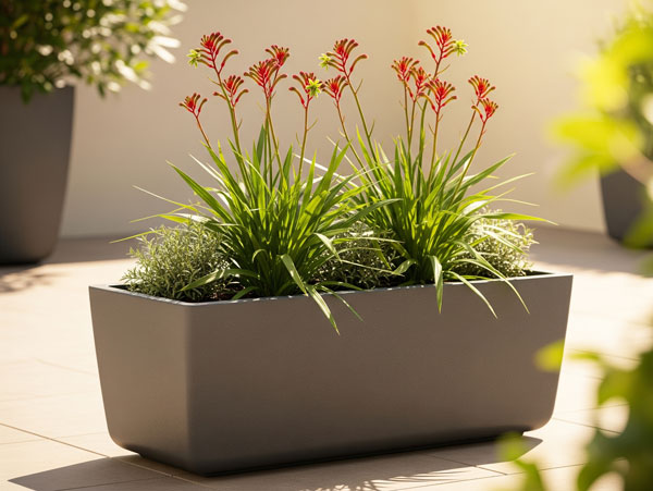 kangaroo-paw-plant-in-large-trough-planter