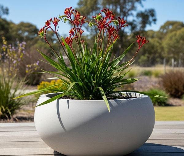 kangaroo-paw-plant-in-large-smooth-grey-Concrete-planter