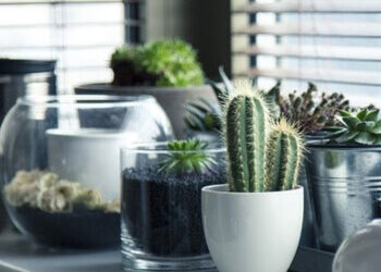 How to Create a Container Garden with Limited Space