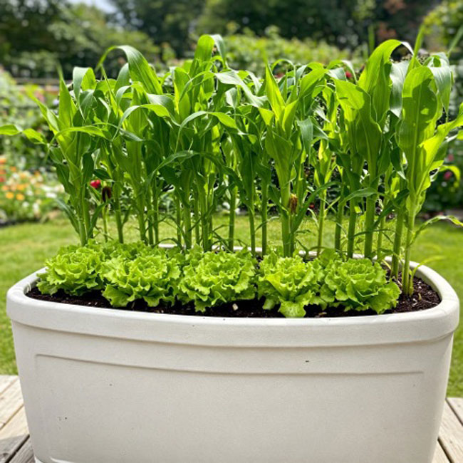 sun-loving-and-shade-loving-companion-planting