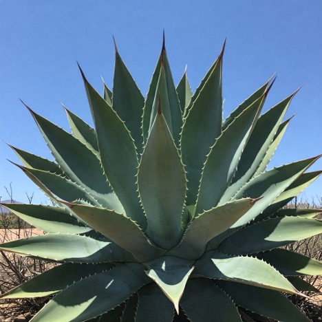 Agave Americana-Century Plant
