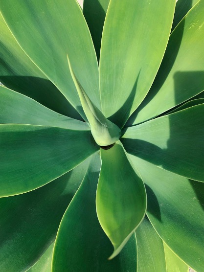 Agave Attenuata (Fox Tail Agave)