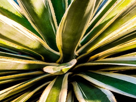 Agave Desmettiana