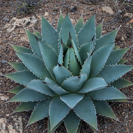 Agave Parryi (Parry’s Agave)