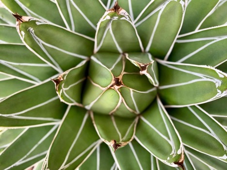 Agave Victoriae-Reginae (Queen Victoria Agave)