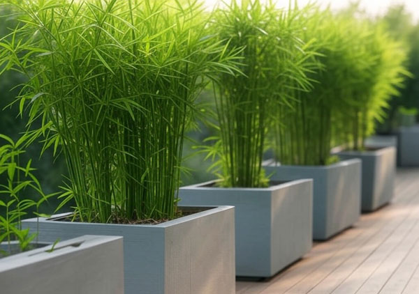 Bamboo-Line-of-Trough-Planters