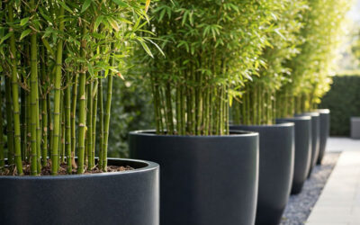 Cultivating Bamboo in Containers: A Guide for Australian Gardens