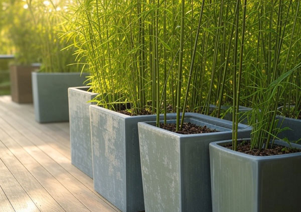 Bamboo-in-Pots