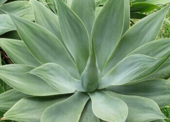 How to Grow Agaves in Pots, A Great and Stylish Choice