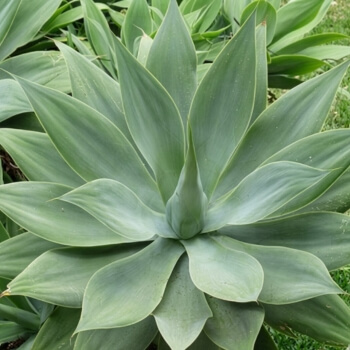 Close-up image of Agave