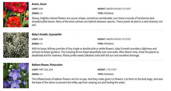 Three different types of perennial plants: Avens, Baby's breath, and Balloon flower, with photos, names, and growing information for each.