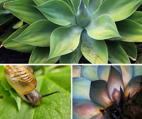 Pests and Diseases Agave