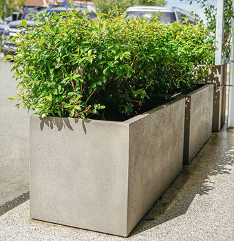 Lilly Pilly Hedge in Rectangle Trough Pots For Trees