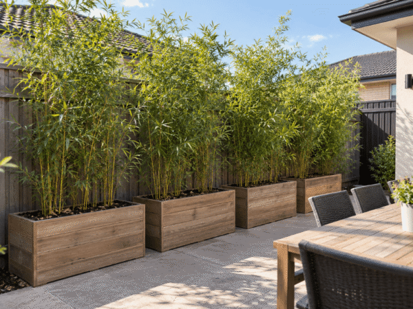 Tall bamboo growing in rectangular timber planter boxes to create privacy screening along a patio