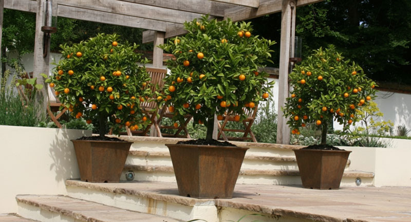 low-taper-planters-with-oranges