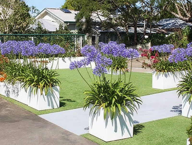 Agapanthus in white square fibreglass planters in Sydney garden